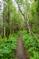 Caminhos que rodeiam o lago Myvatn, que se situa na Islândia, rodeado de uma paisagem deslumbrante