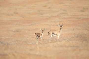 Mother and baby mountain gazelle in desert dunes.