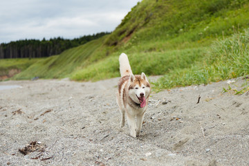 Image of cute Beige and white Siberian Husky dog running on the beach at seaside