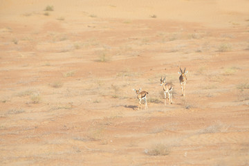 Family of three mountain gazelles in desert.