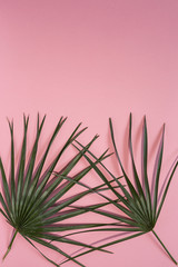 Naklejka na ściany i meble Leaf of tropical plant inside in pink background.Isolated