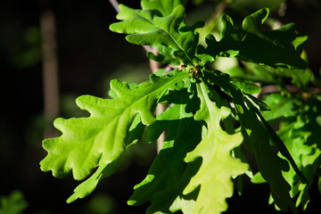 Green oak leaves is close
