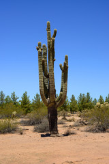 Ancient Saguaro Cactus cereus giganteus