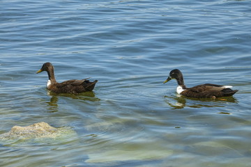Swedish duck on river