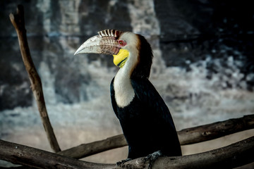 Fototapeta premium Colorful beauty bird in the zoo
