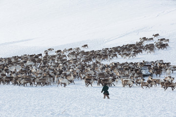 Nenets reindeer mans catches reindeers on a sunny winter day © Shchipkova Elena