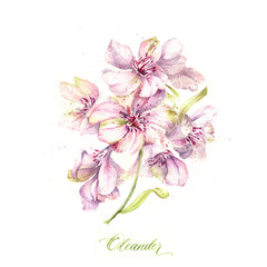 Floral watercolor oleander pink illustration. 
