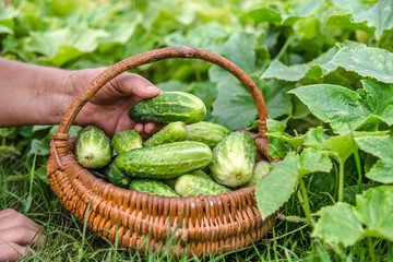 Organic vegetables. Farmers hands with freshly harvested cucumbers in the basket. Harvest of garden...