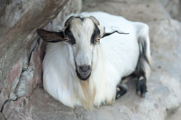 Goat in the zoo