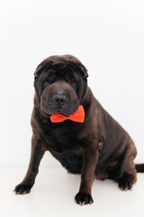 Fototapeta premium an image of a dog