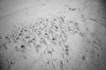 Summer concept , Crab hole on beach white sand and turquoise sea color at maldives on the weekend holidays