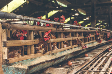Naklejka premium Chickens in the cage on chicken farm. Chicken eggs farm.