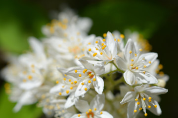 Fuzzy deutzia