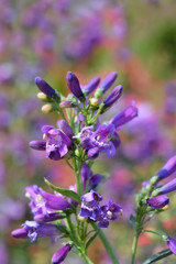 Purple Riding Hood Beard Tounge