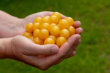 a handful of yellow cherries
