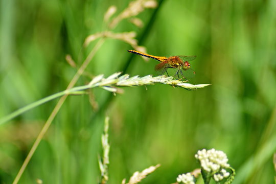 Dragonfly on a stalk of grass. Green Background