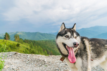 Husky against the background of the Altai Mountains