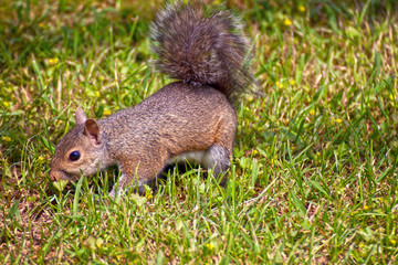 Naklejka na ściany i meble Cute squirrel in natural environment on grassland