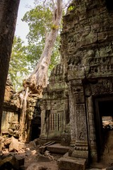 Fototapeta na wymiar Cambodia Tomb raider Temple