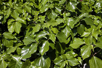 Nature pattern, green lush ivy foliage