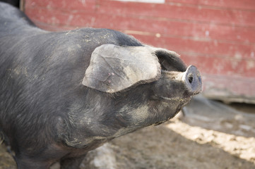 Different portrait shots of cute little black pigs and their tails