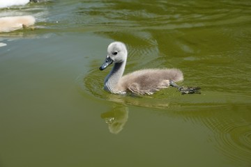 baby swan