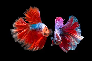 Keuken foto achterwand The moving moment beautiful of siamese betta fish in thailand on black background.  © Soonthorn