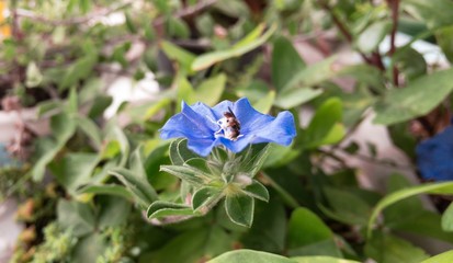 Blue flower