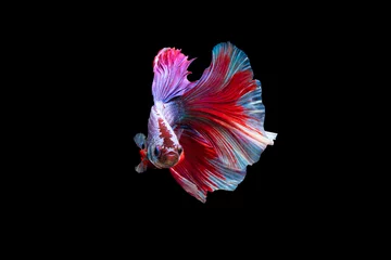 Fotobehang The moving moment beautiful of siamese betta fish in thailand on black background.  © Soonthorn