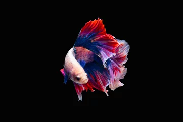 Outdoor kussens The moving moment beautiful of siamese betta fish in thailand on black background.  © Soonthorn