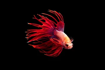 Stof per meter The moving moment beautiful of siamese betta fish or crown tail fish in thailand on black background.  © Soonthorn