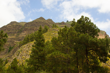 Fototapeta na wymiar Natural parkland in Gran Canaria, Spain. Green forest with big rocky mountains views. Hiking, trekking concepts