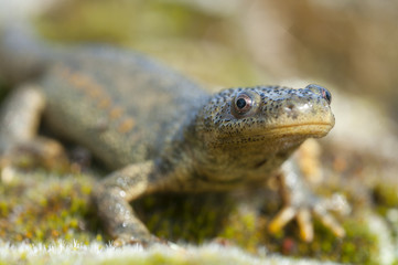 Fototapeta premium Spanish ribbed newt (Pleurodeles waltl)