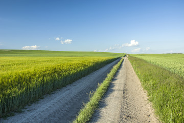Fototapeta na wymiar Large green barley field, rural road and blue sky
