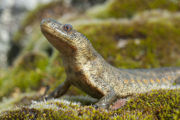 Spanish ribbed newt (Pleurodeles waltl)