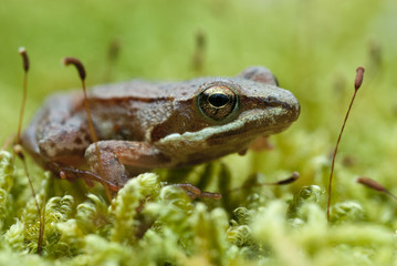 Iberian frog (Rana iberica) leggy frog