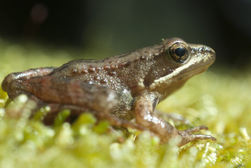 Iberian frog (Rana iberica) leggy frog