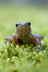 Iberian frog (Rana iberica) leggy frog