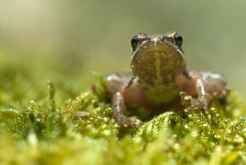 Iberian frog (Rana iberica) leggy frog