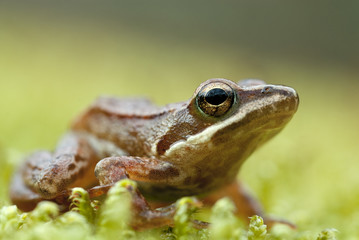 Iberian frog (Rana iberica) leggy frog