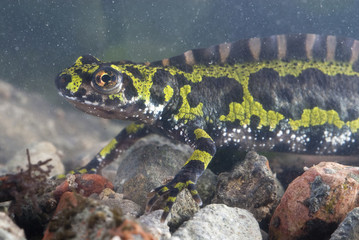Marbled newt, Triturus marmoratus in the water, crest, amphibian
