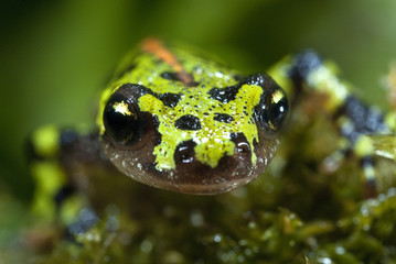 Marbled newt, Triturus marmoratus in the water, crest, amphibian
