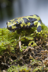 Marbled newt, Triturus marmoratus in the water, crest, amphibian
