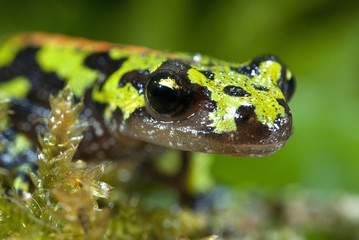 Marbled newt, Triturus marmoratus in the water, crest, amphibian