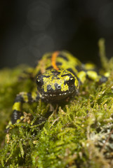 Marbled newt, Triturus marmoratus in the water, crest, amphibian