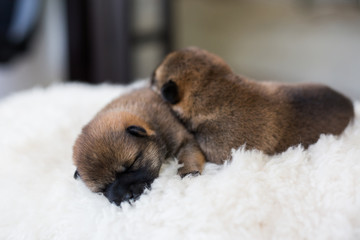 Obraz premium Close-up portrait of two cute newborn Shiba Inu puppies lying together on the blanket.