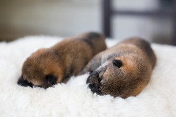 Close-up portrait of two lovely newborn Shiba Inu puppies sleeping together on the blanket.