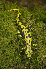 Marbled newt, Triturus marmoratus in the water, crest, amphibian