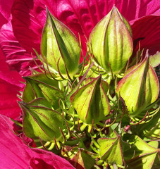 Pétales d'Hibiscus rose fuschia et  boutons de fleurs vert à éclore en été