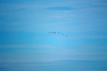 a flying flock of wild geese high in the sky